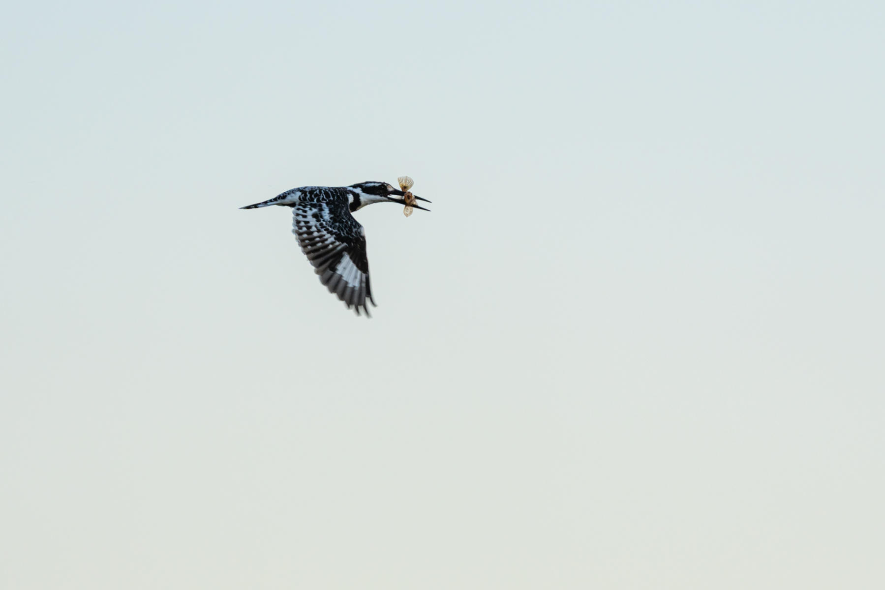 Giant Kingfisher with fish in flight.  : South Africa : ELIZABETH SANJUAN PHOTOGRAPHY