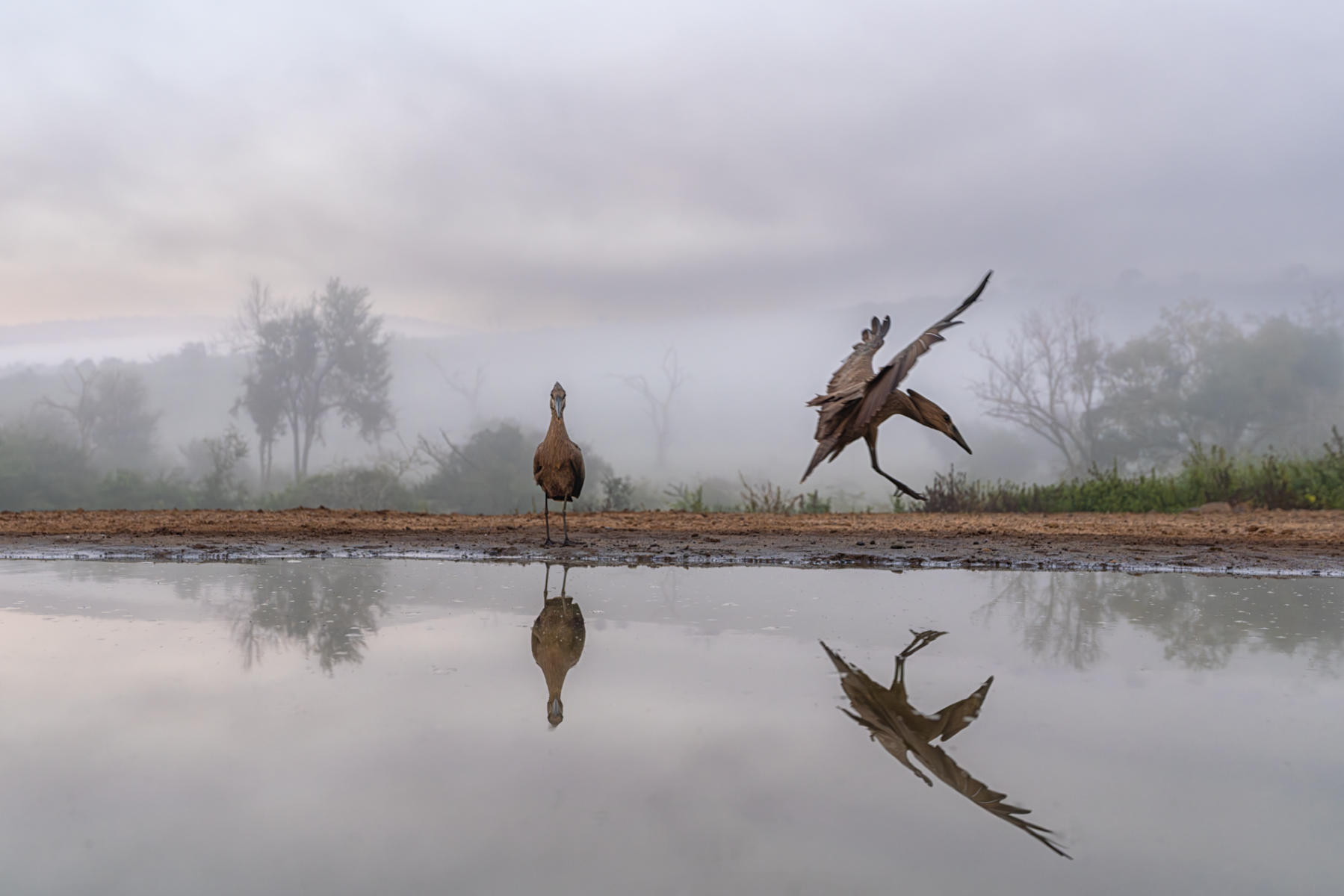 Hamerkop : South Africa : ELIZABETH SANJUAN PHOTOGRAPHY
