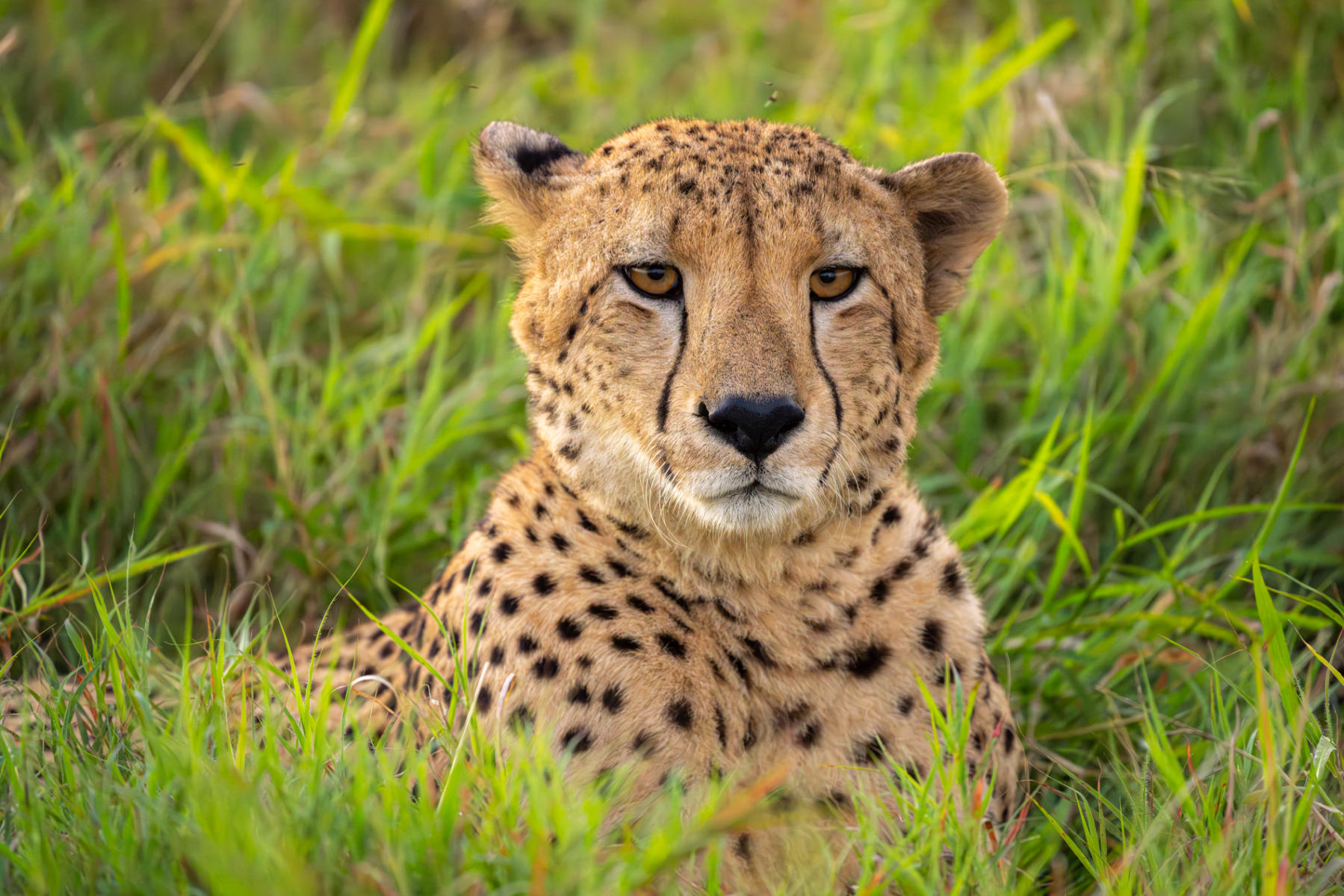 Cheetah : South Africa : ELIZABETH SANJUAN PHOTOGRAPHY