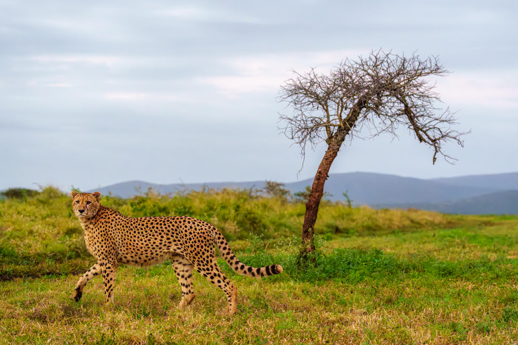 Cheetah : South Africa : ELIZABETH SANJUAN PHOTOGRAPHY