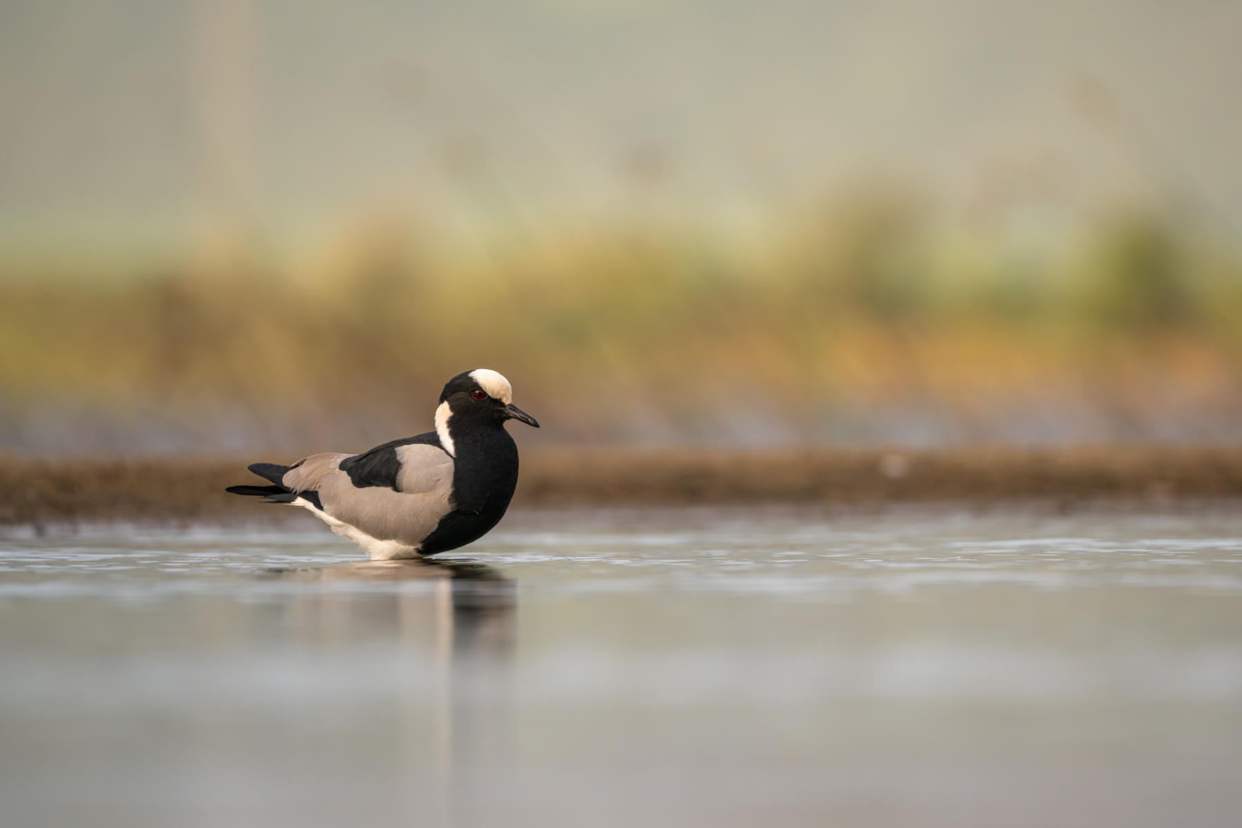 Blacksmith Lapwing : South Africa : ELIZABETH SANJUAN PHOTOGRAPHY