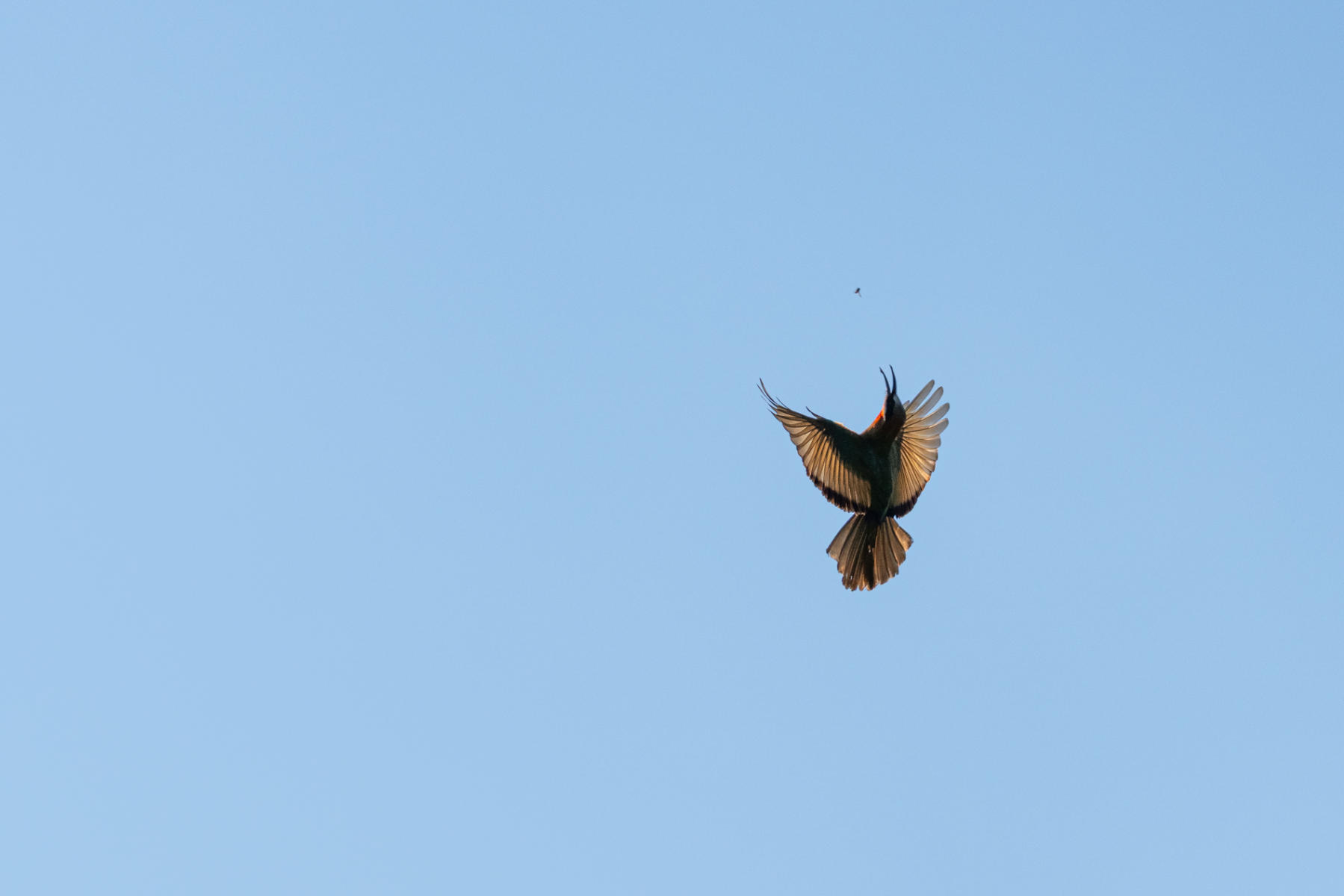 Bee_Eater : South Africa : ELIZABETH SANJUAN PHOTOGRAPHY