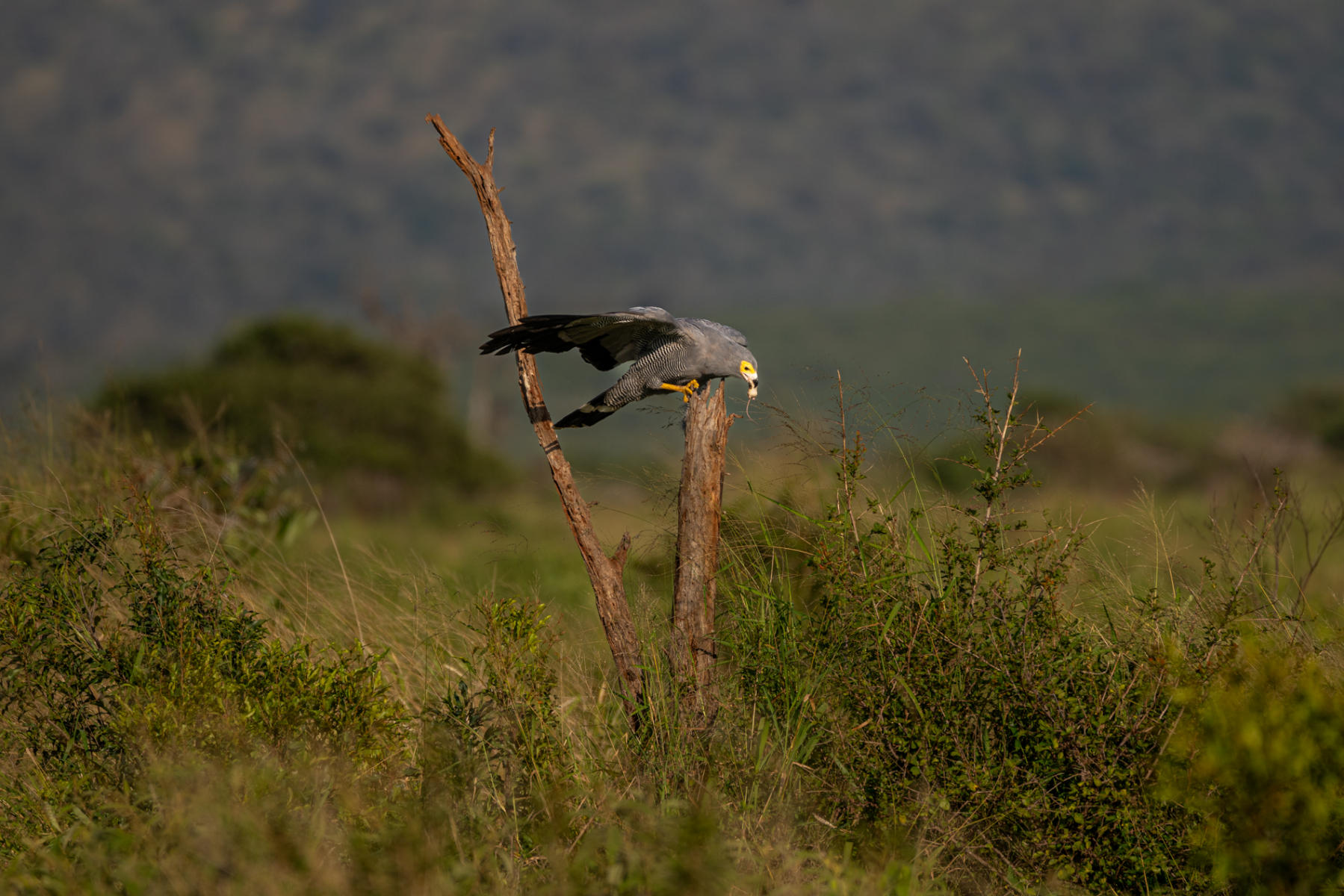 African Harrier HAwk : South Africa : ELIZABETH SANJUAN PHOTOGRAPHY