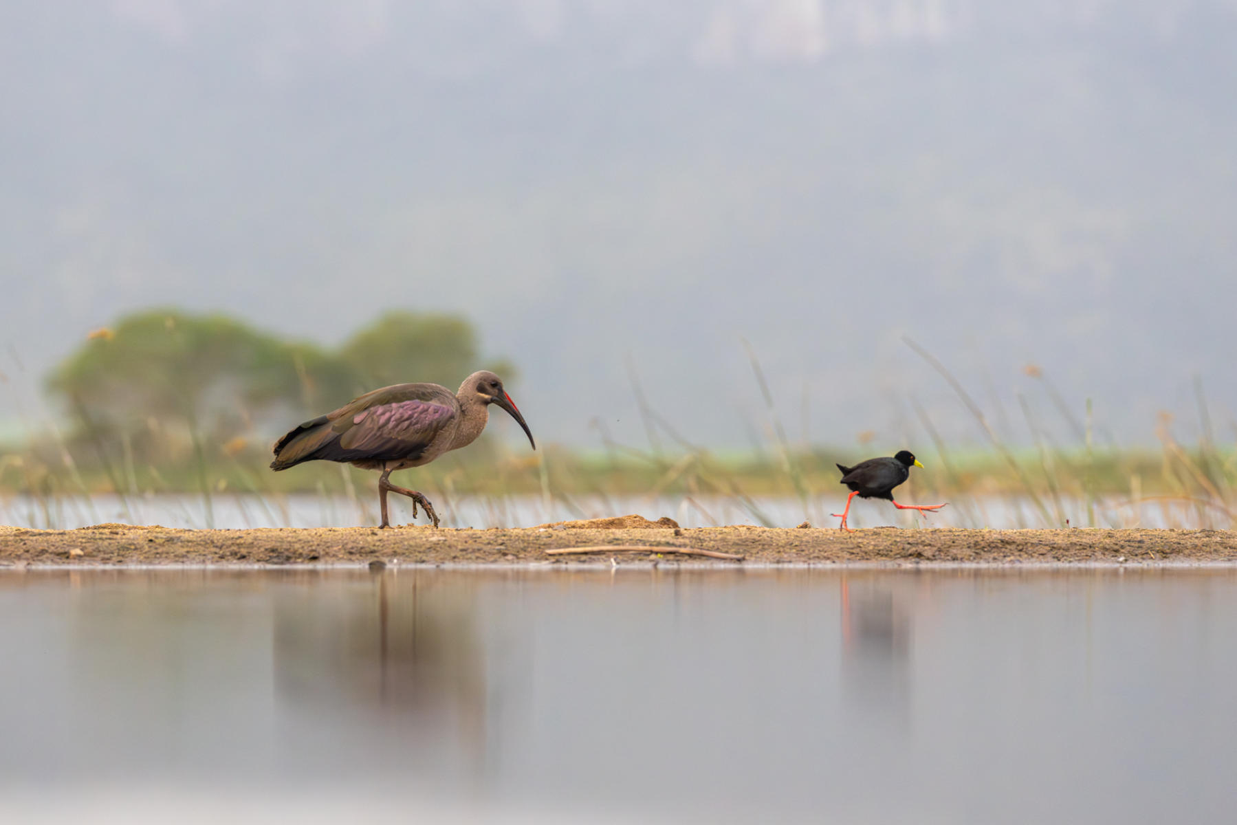 Hadada Ibis,
 Black Crake



 : South Africa : ELIZABETH SANJUAN PHOTOGRAPHY