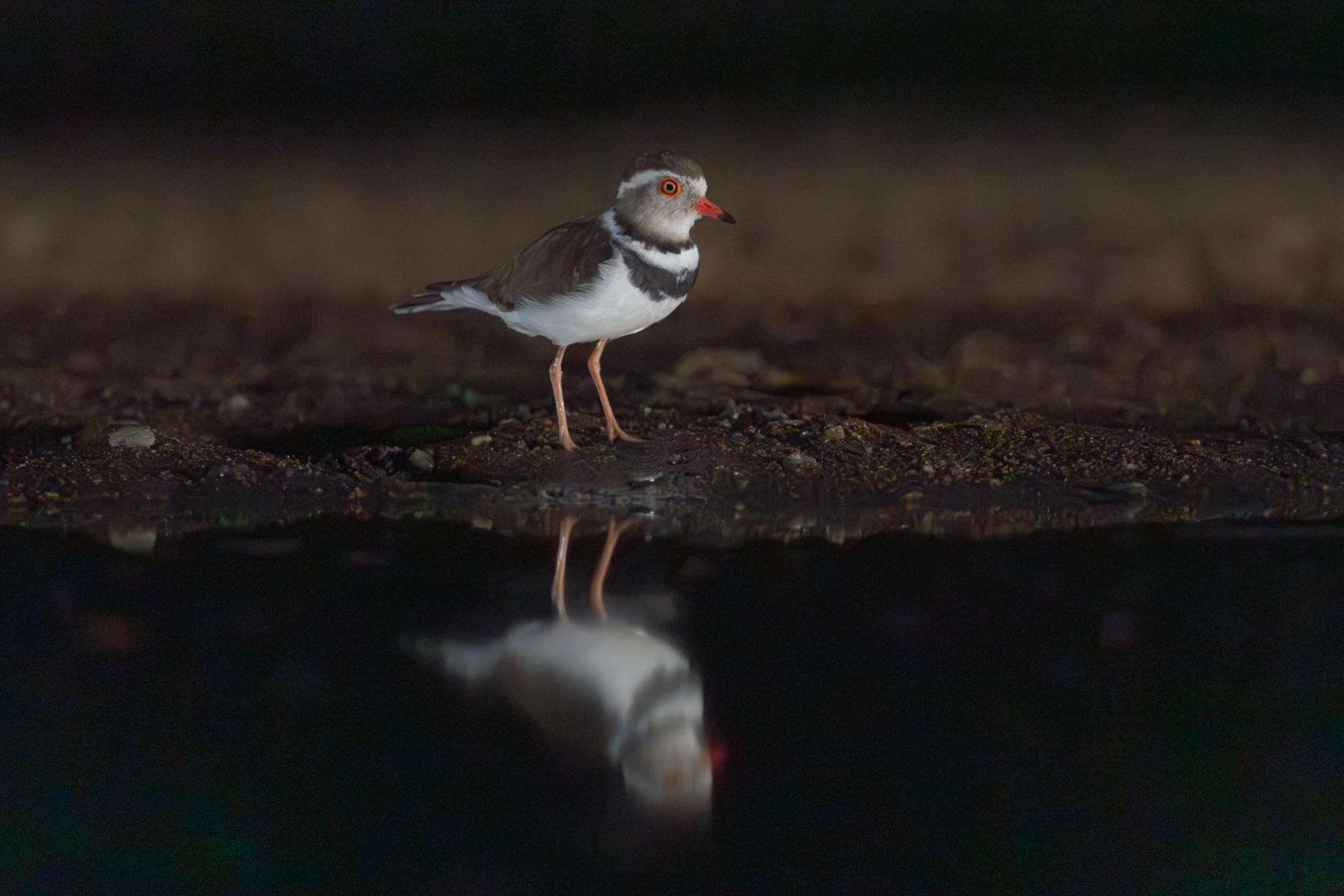 Three banded plover
Great
 : South Africa : ELIZABETH SANJUAN PHOTOGRAPHY