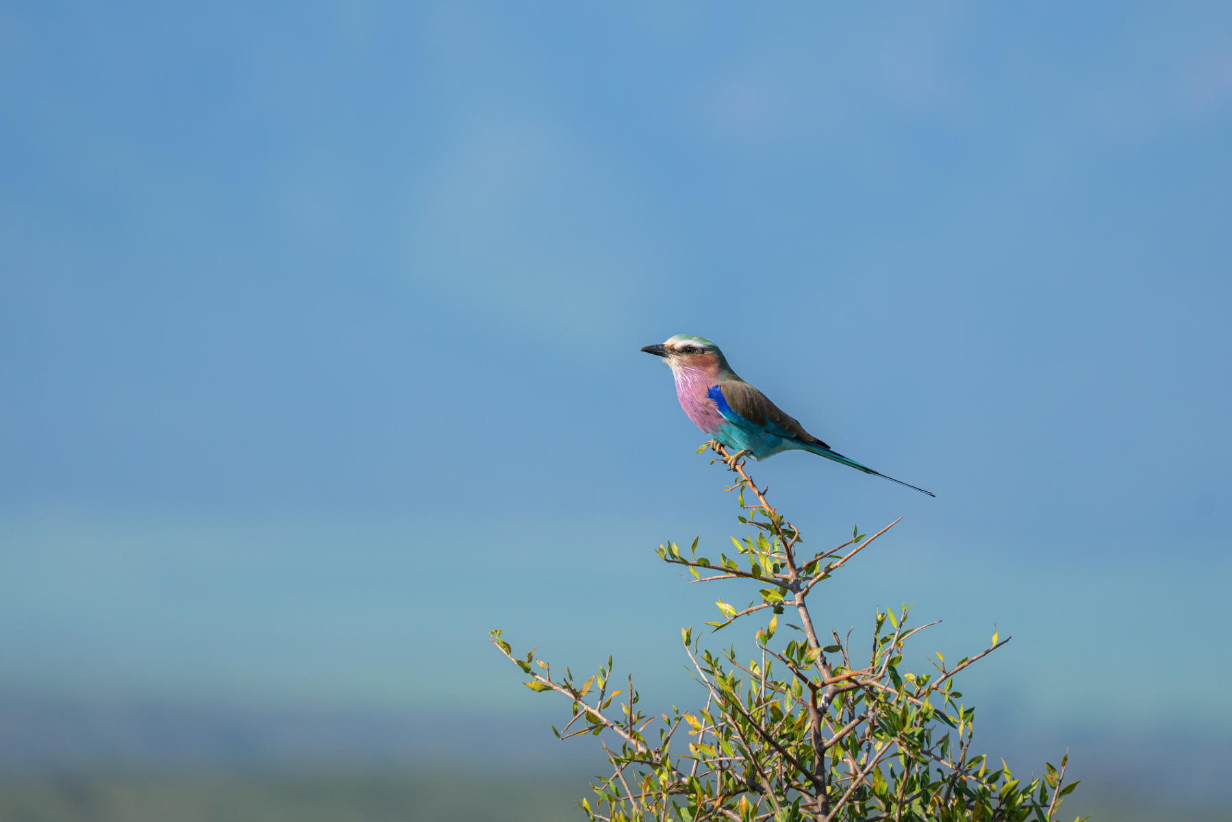 Lilac Breasted Roller : South Africa : ELIZABETH SANJUAN PHOTOGRAPHY