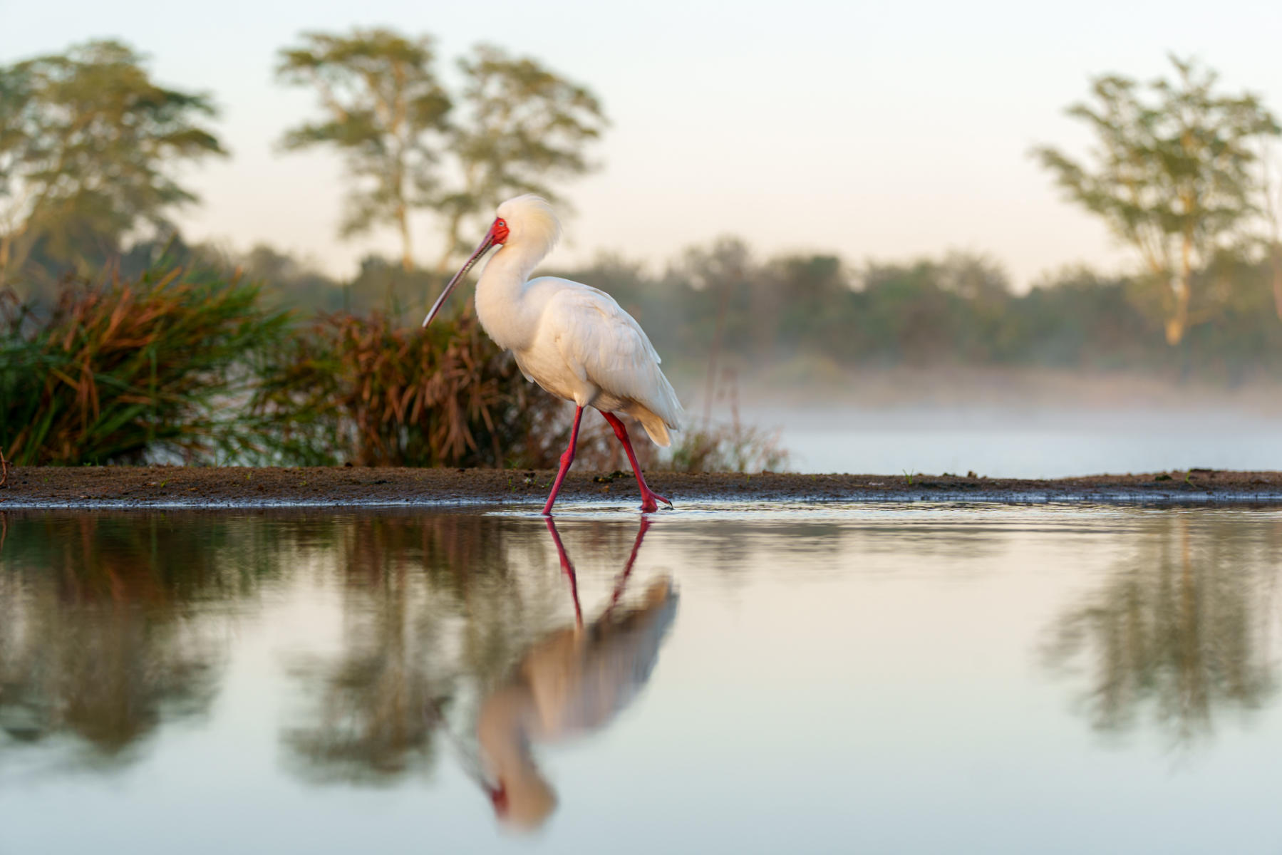 Spoonbill  : South Africa : ELIZABETH SANJUAN PHOTOGRAPHY