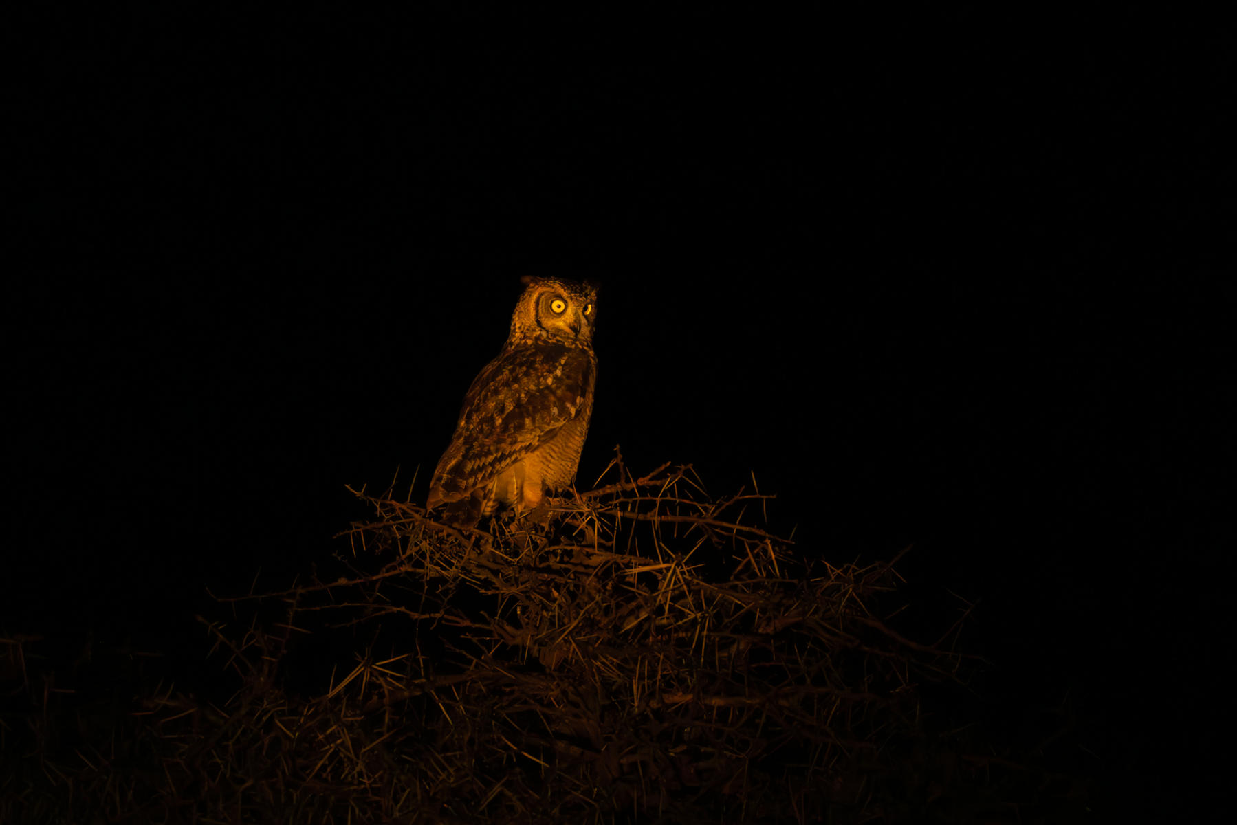Great horned owl : South Africa : ELIZABETH SANJUAN PHOTOGRAPHY