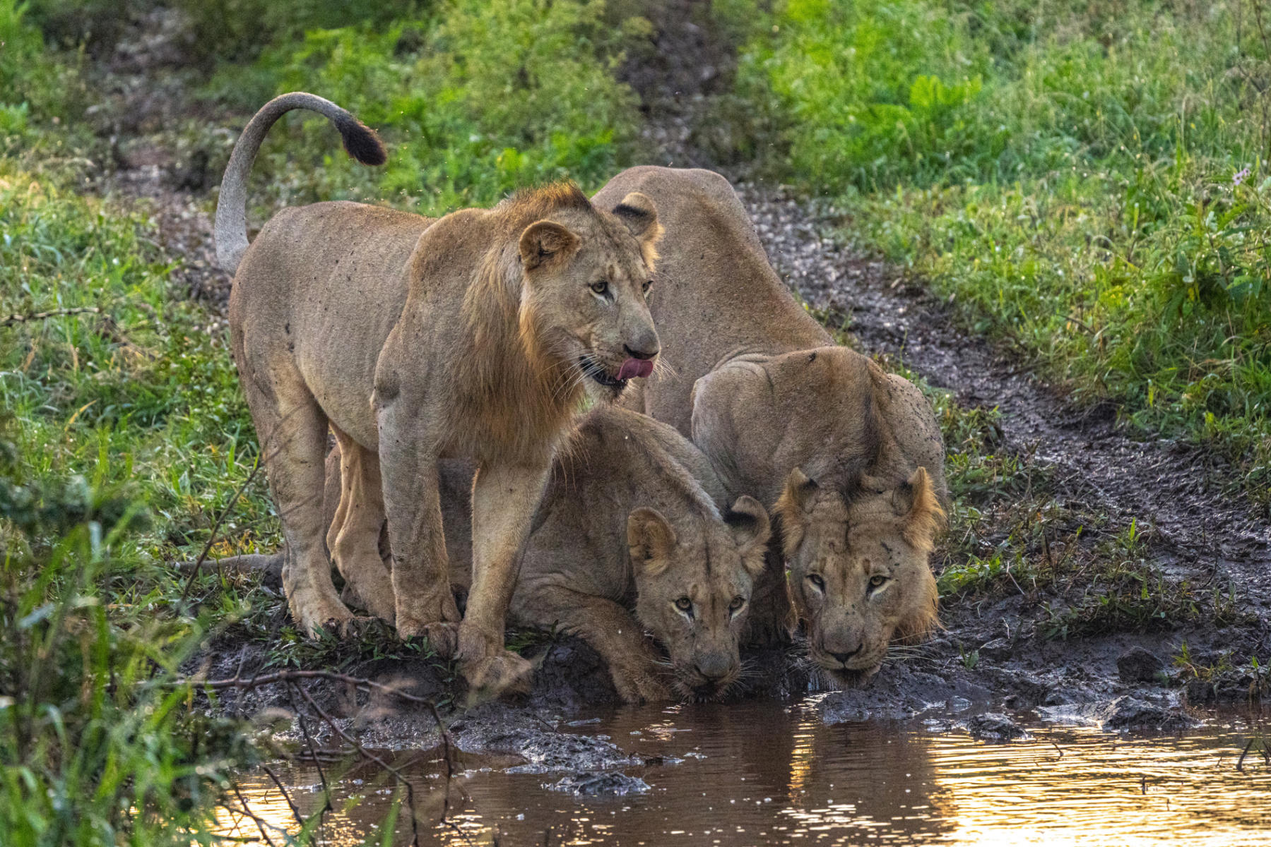 Three lions : South Africa : ELIZABETH SANJUAN PHOTOGRAPHY