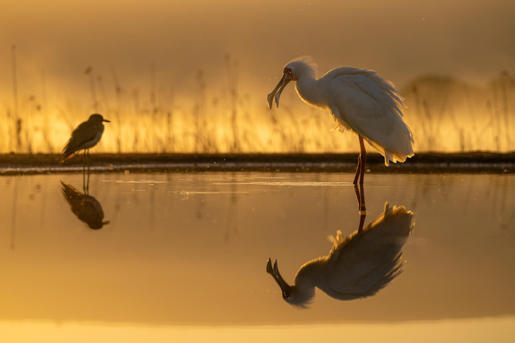 Spoonbill : South Africa : ELIZABETH SANJUAN PHOTOGRAPHY