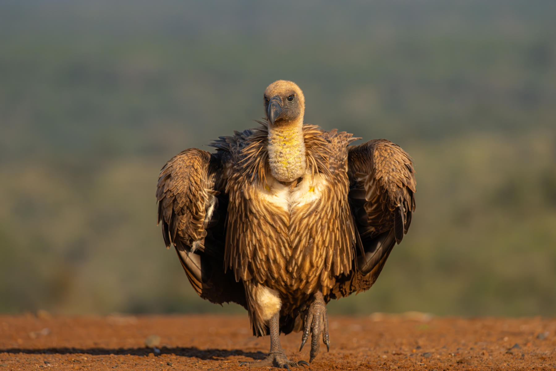 Cape Vulture
 : South Africa : ELIZABETH SANJUAN PHOTOGRAPHY