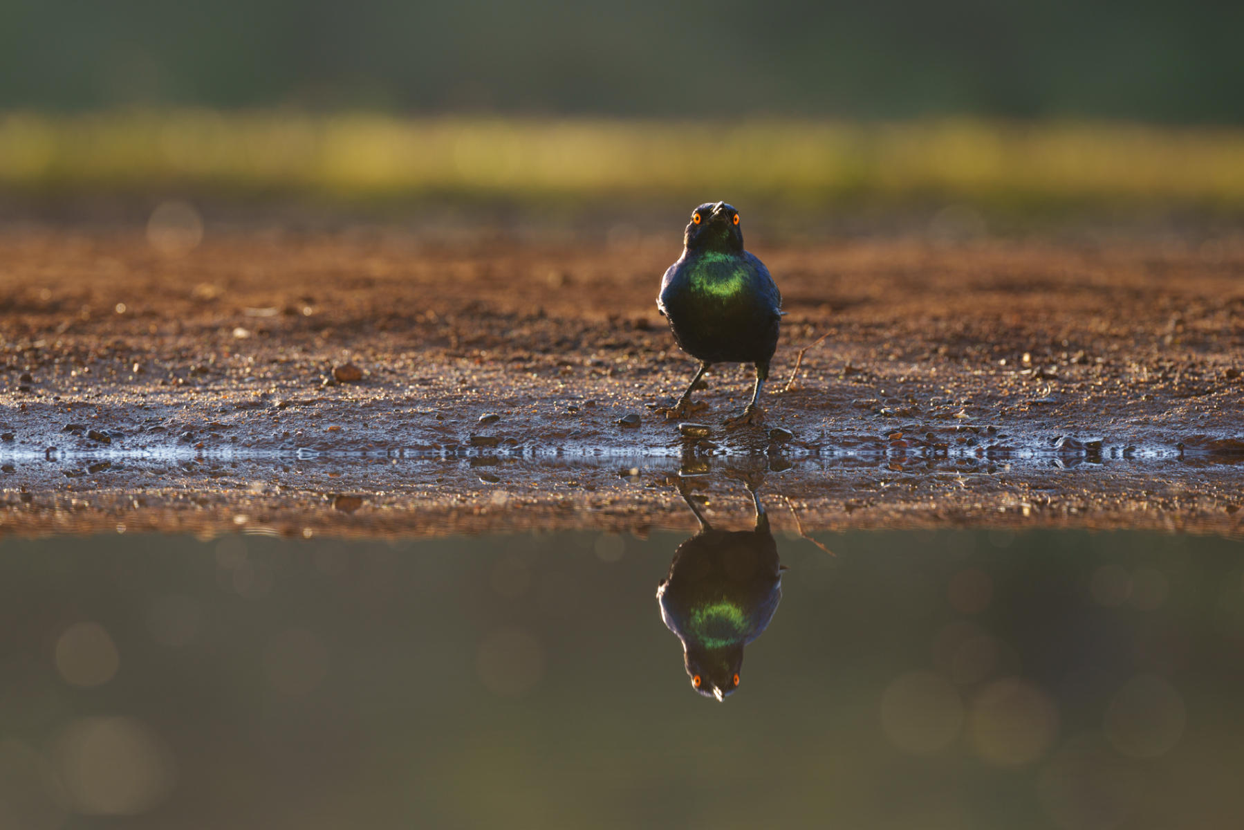 Starling : South Africa : ELIZABETH SANJUAN PHOTOGRAPHY