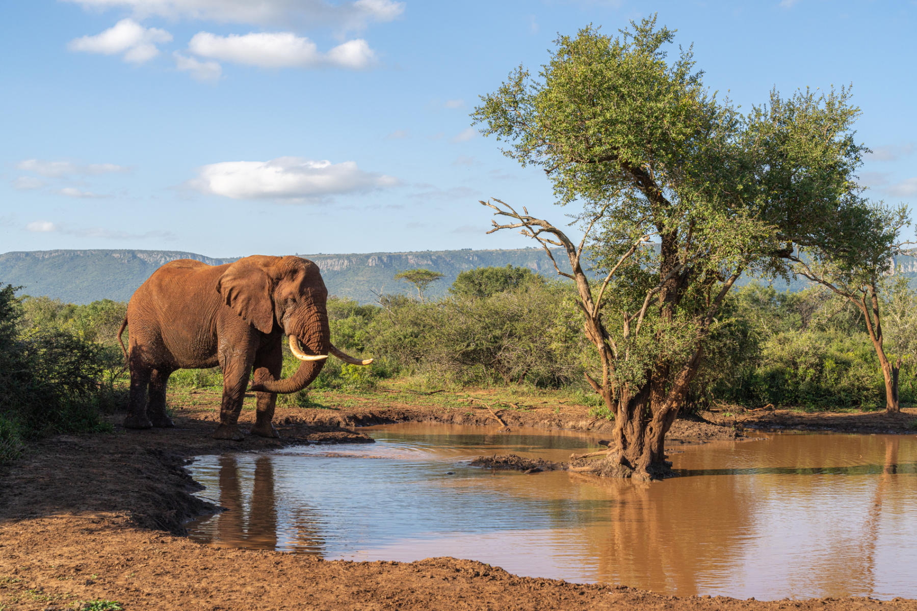 2IC Bull Elephant : South Africa : ELIZABETH SANJUAN PHOTOGRAPHY