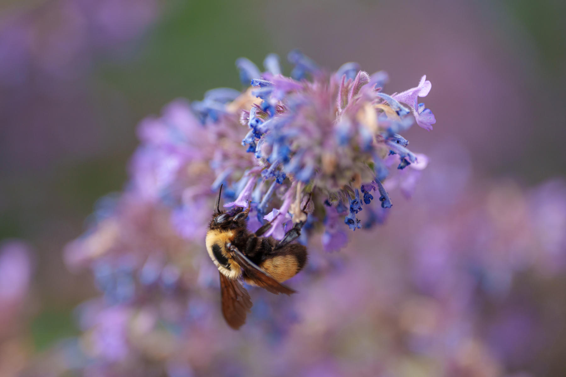 Bee
 : Winged Ones Butterflies, Dragonflies & more  : ELIZABETH SANJUAN PHOTOGRAPHY