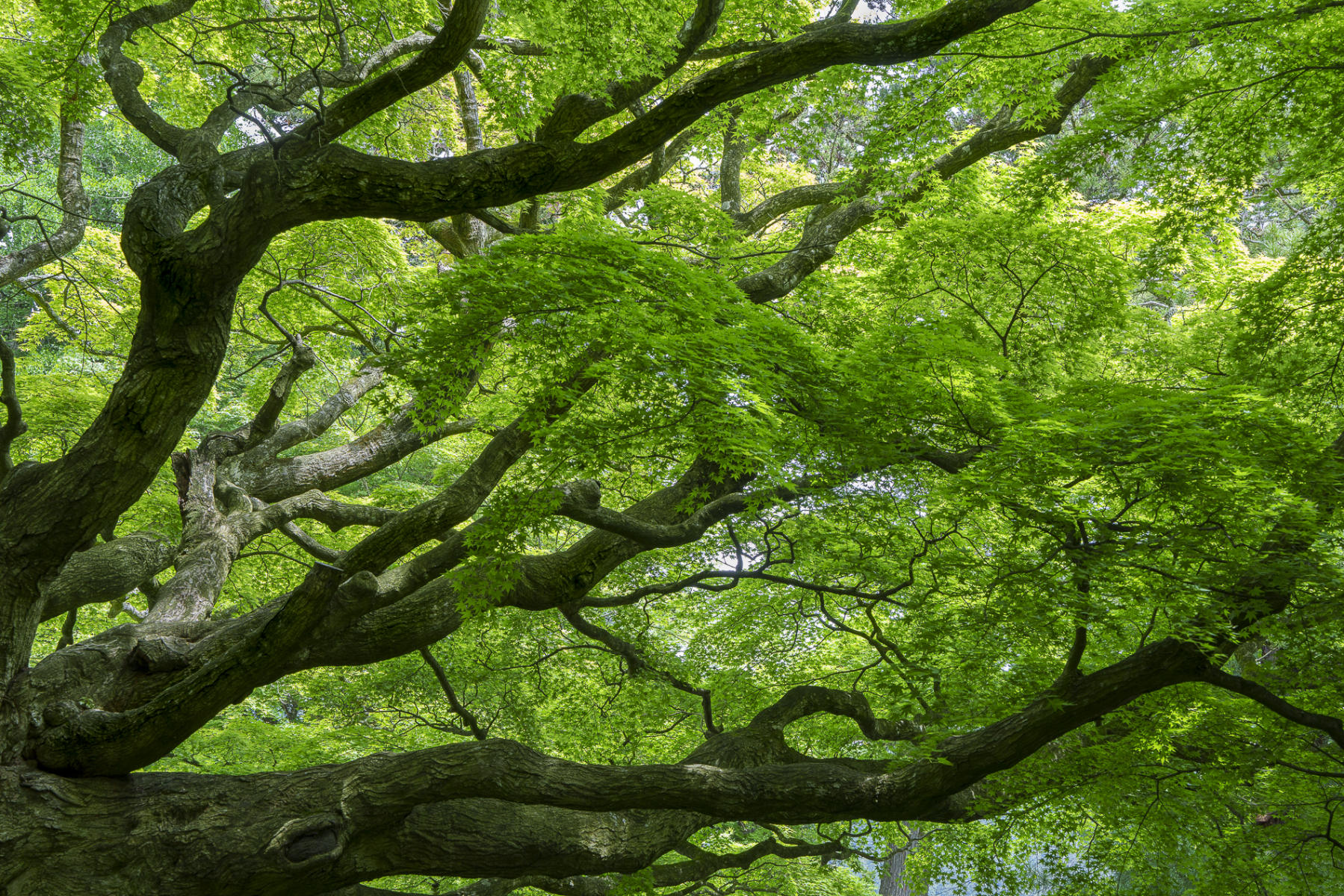 800 : Japan,Kyushu : ELIZABETH SANJUAN PHOTOGRAPHY