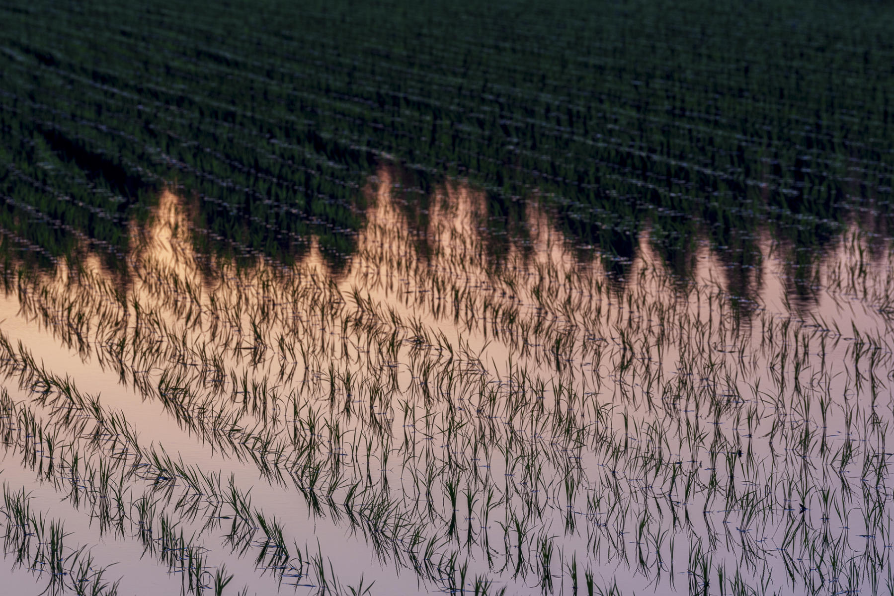 Rice fields : Japan,Kyushu : ELIZABETH SANJUAN PHOTOGRAPHY