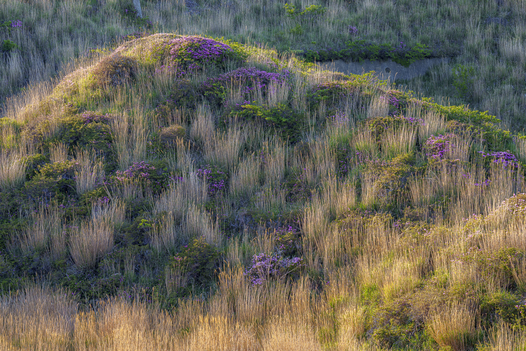 In bloom : Japan,Kyushu : ELIZABETH SANJUAN PHOTOGRAPHY