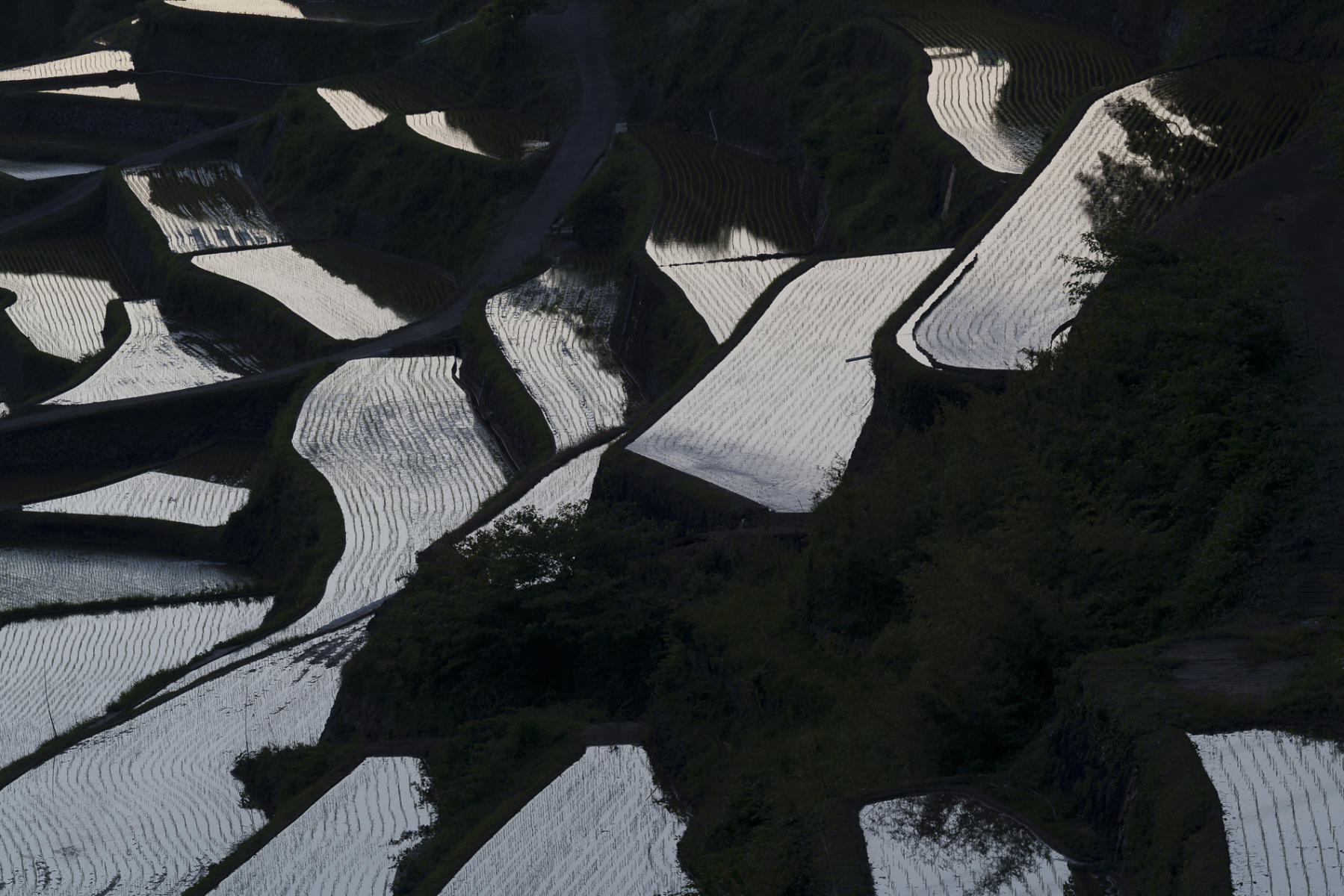 Array of fields : Japan,Kyushu : ELIZABETH SANJUAN PHOTOGRAPHY