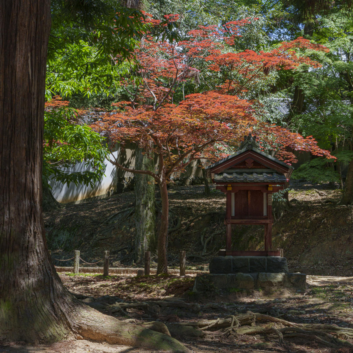Maple : Japan,Kyushu : ELIZABETH SANJUAN PHOTOGRAPHY
