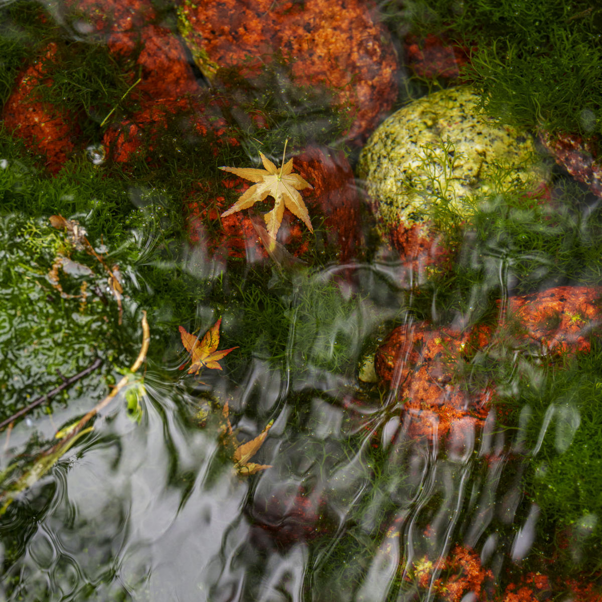 Springs
 : Japan,Kyushu : ELIZABETH SANJUAN PHOTOGRAPHY