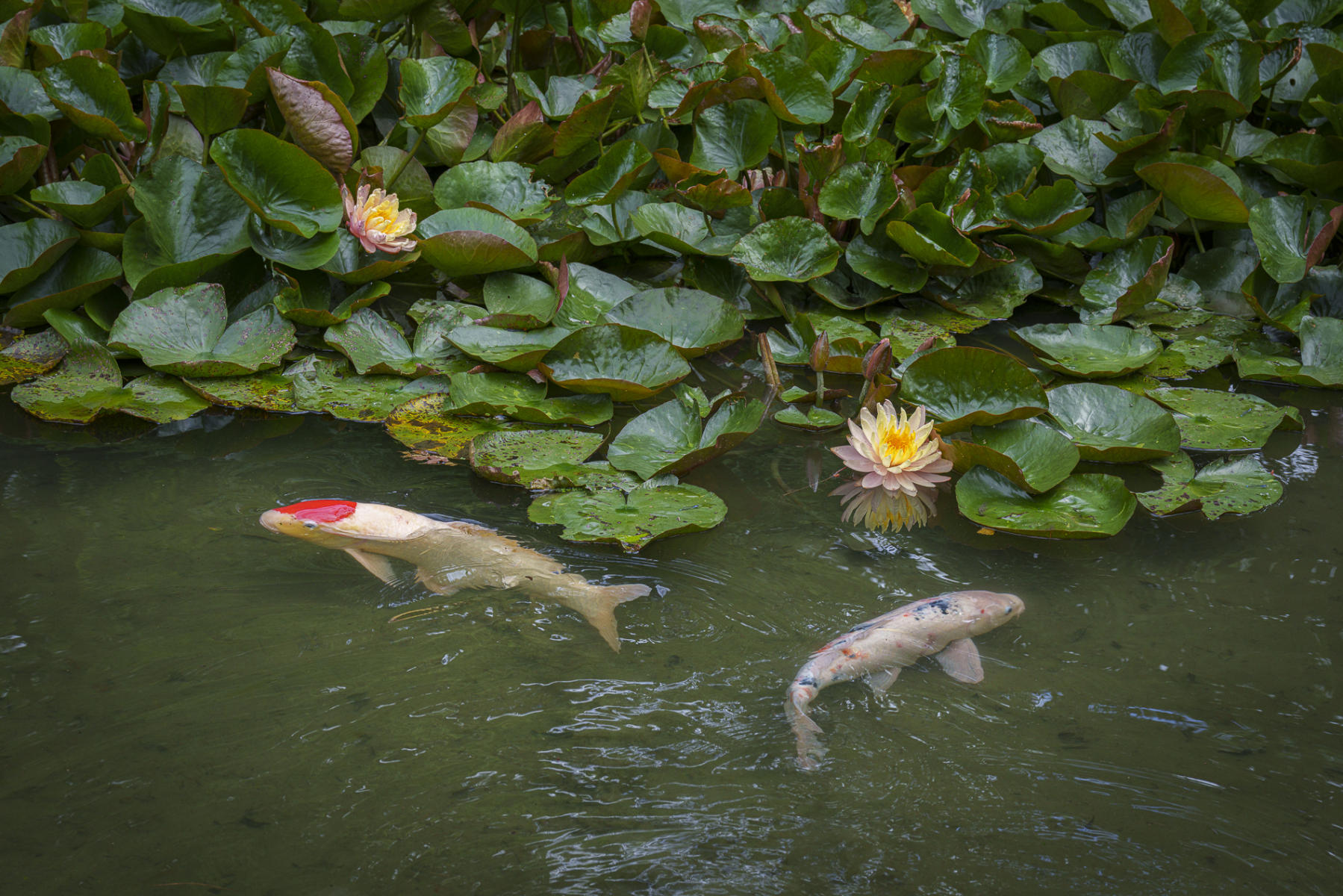 Kois : Japan,Kyushu : ELIZABETH SANJUAN PHOTOGRAPHY