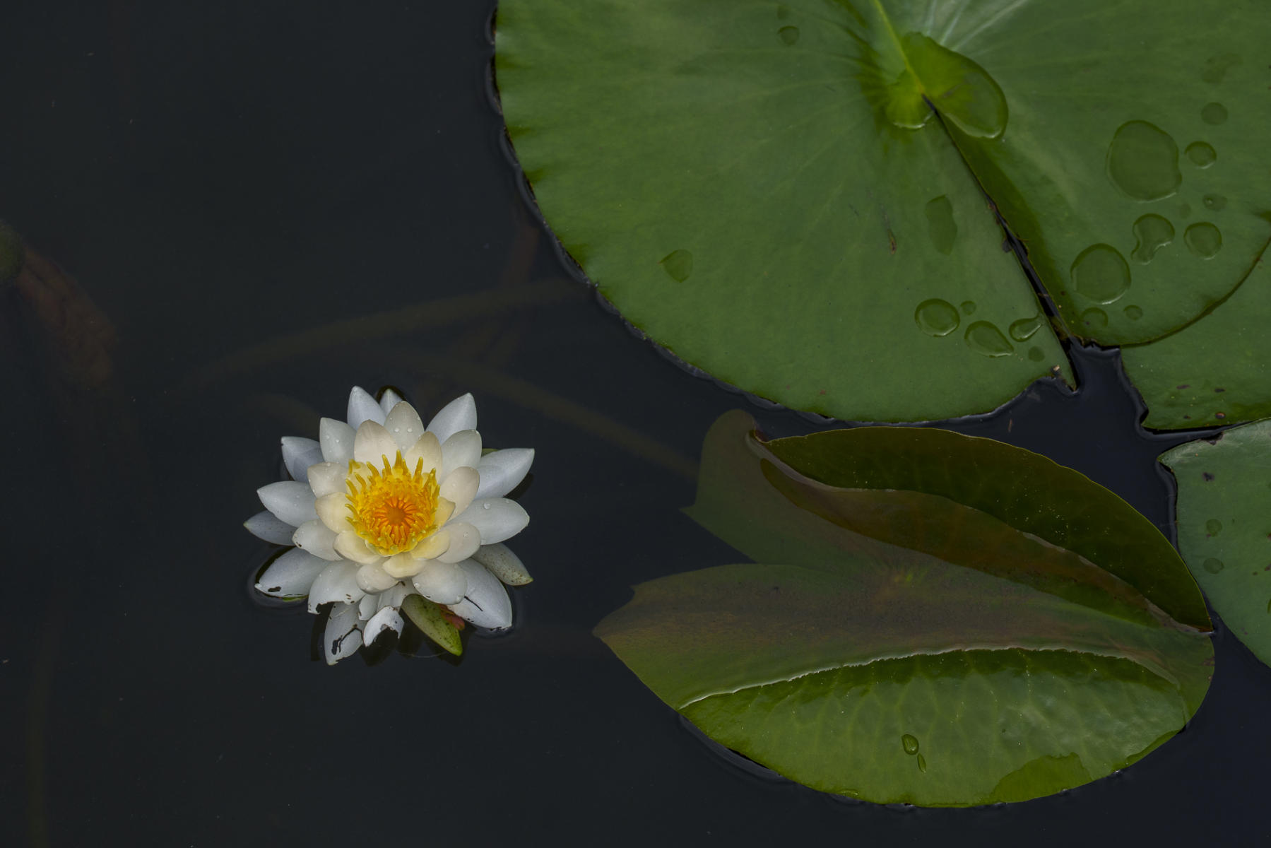 Water Lily
 : Japan,Kyushu : ELIZABETH SANJUAN PHOTOGRAPHY