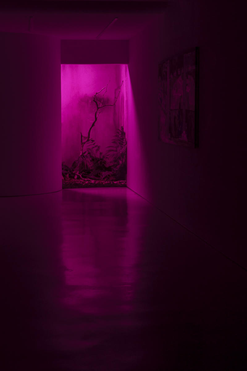 Pink
 : Japan,Kyushu : ELIZABETH SANJUAN PHOTOGRAPHY